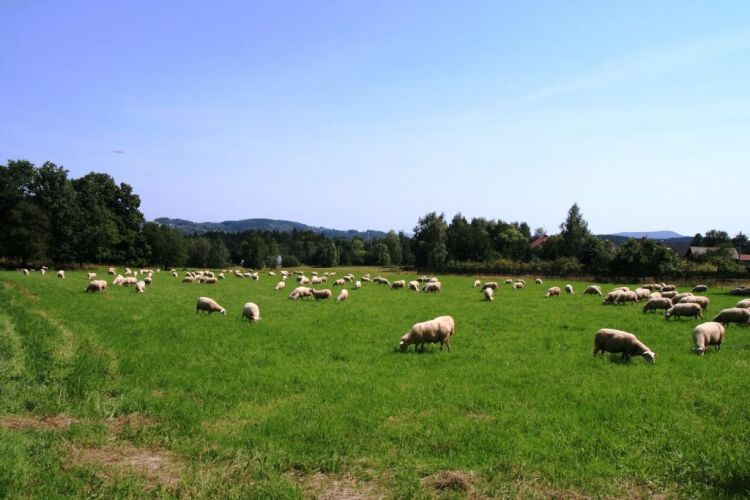 Kozí farma Pěnčín (1)