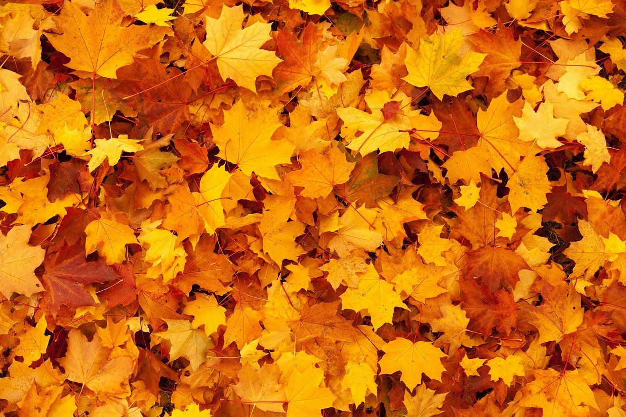 190autumn-83761_1280.jpg