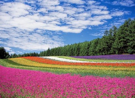 flower-field-250016__340.jpg