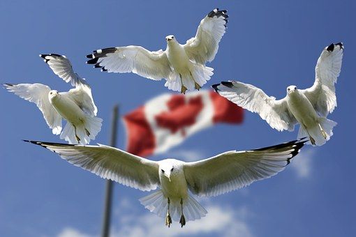 gulls-540791__340.jpg