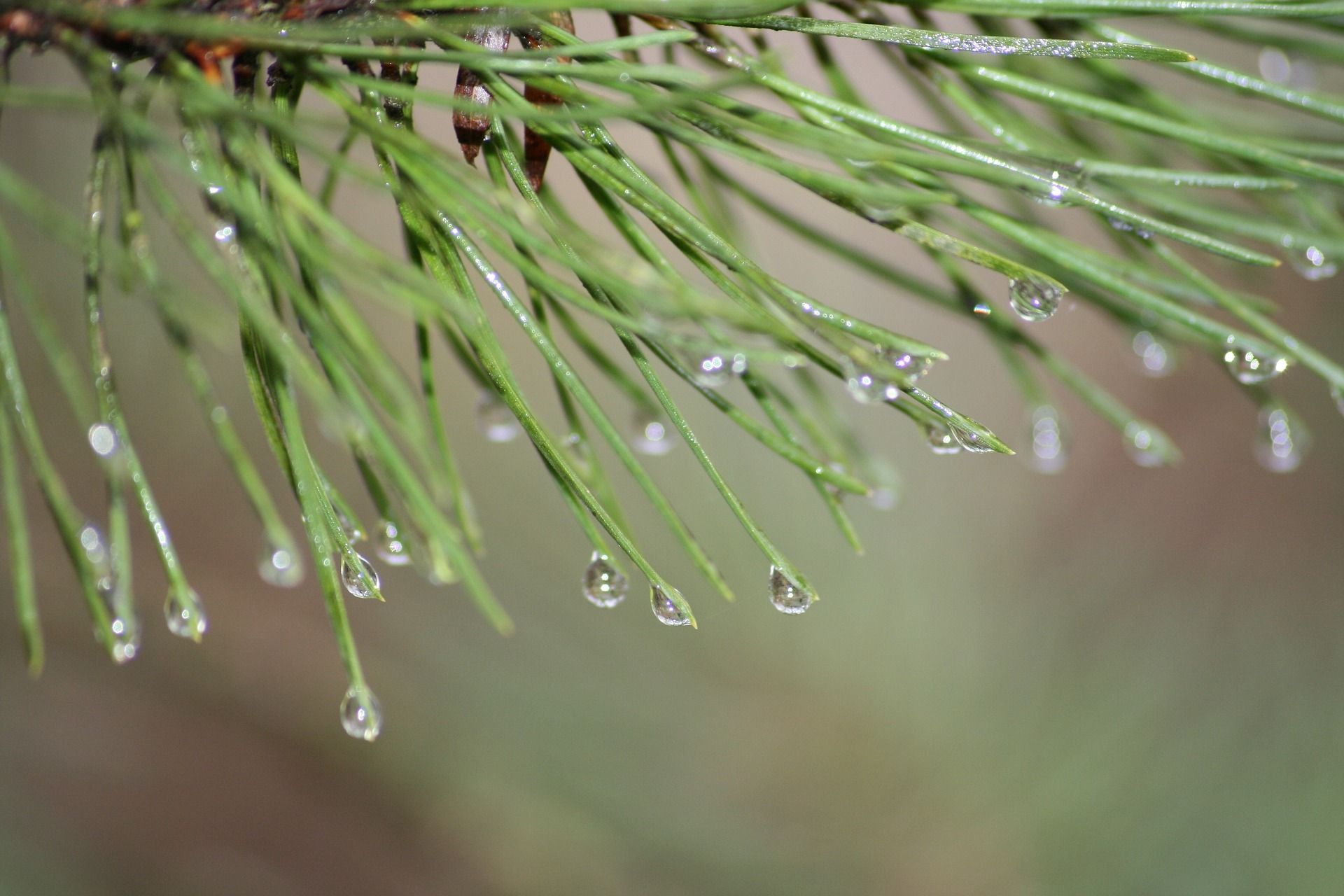 spring-2823981_1920.jpg
