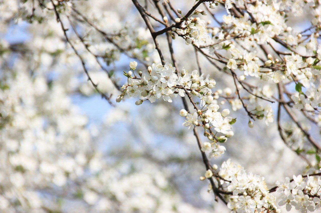 spring-3947898_1280.jpg